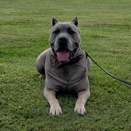 Hope - Cane Corso
