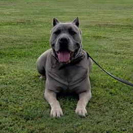 Hope - Cane Corso