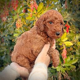 Black Collar Male - Red  male Poodle puppy in Modesto, California from Dry Creek Poodles
