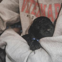 Poodle Puppies from Huckleberry Standard Poodles