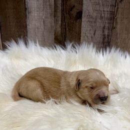 Buster - Golden male Golden Retriever puppy in Oak Hill, Florida from Swingin T Ranch LLC