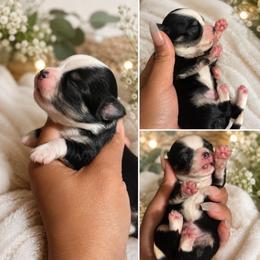 Diaper - Black and white male Chihuahua puppy in Parkland, Washington from Best pets