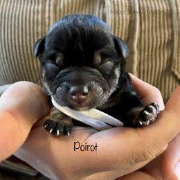 Poirot - Black and silver male Miniature Schnauzer puppy in Sedalia, Missouri from Farmer Brown's Puppies