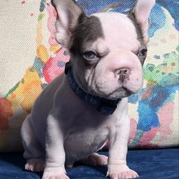 Oreo - White and black male French Bulldog puppy in Plano, Illinois from Velvet Fluffy Pups