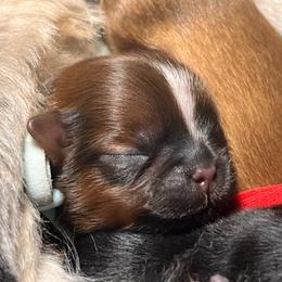 Purdy - Red and white male Shih Tzu puppy in Sacramento, California from NANA’S  QUALITY SHIH TZU'S