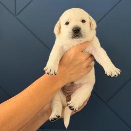 Red female - Yellow female Labrador Retriever puppy in Temecula, California from Oak Valley Labradors