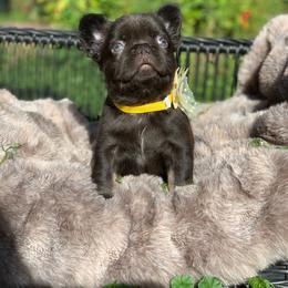Chocolate - Black and tan female French Bulldog puppy in Minneapolis, Minnesota from Flyazz Frenchies Kennels