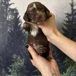 Yellow Girl - Chocolate and tan female Dachshund puppy in Medina County, Ohio from Wilderness Weenies