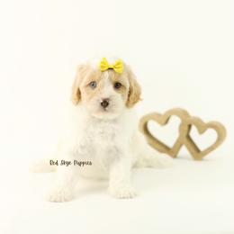 Sparkles (Yellow Collar) - Blenheim female Cavapoo puppy in Republic, Missouri from Red Skye Puppies