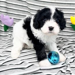 Bentley - Black and white male Cavapoo puppy in Salem, New Jersey from Dreamy Night Doodles