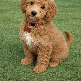 Khaos - Red  male Goldendoodle puppy in Boise, Idaho from Goldendoodle Baby