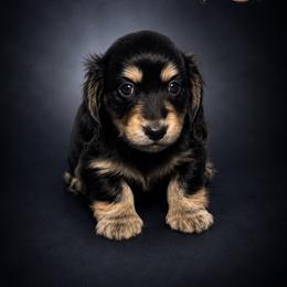 Blake - Black and cream male Dachshund puppy in Mountainburg, Arkansas from Charisma Dachshunds