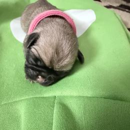 Kelly - Fawn female Pug puppy in Moorefield, West Virginia from Wratchford Farms