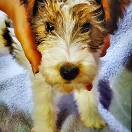 Girl 2 - White black and tan female Wire Fox Terrier puppy in Denver, Colorado from Colorado Wire Fox Terriers