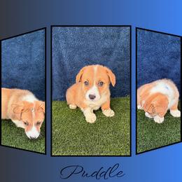 Puddle - Red male Pembroke Welsh Corgi puppy in Kiowa, Colorado from Cool Water Corgis LLC