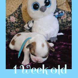 Cavatzu Puppies from Pulley Puppies