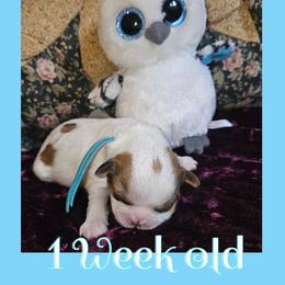 Cavatzu Puppies from Pulley Puppies