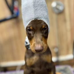 Black Collar Male - Red and rust male Doberman Pinscher puppy in Medina, Tennessee from Valorosa Doberman Kennel