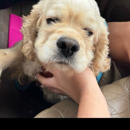Daisy - Cocker Spaniel