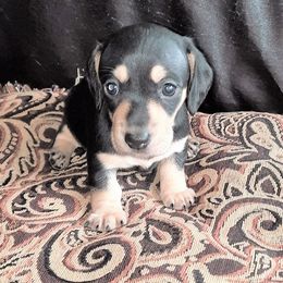 Dachshund Puppies from Redeemer's Dachshunds