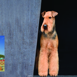 Airedale Terriers and Brussels Griffons from JOVAL Kennel