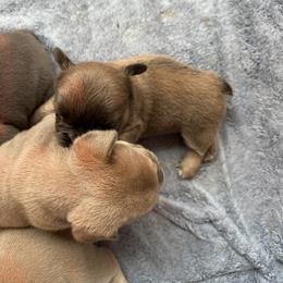 French Bulldog Puppies from Frenchiesbysouthernbell