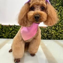 Titi - Maltipoo