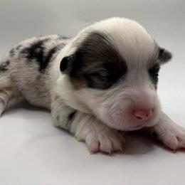 Braeburn(Blue Merle) - Blue merle and white male American Corgi puppy in Scottown, Ohio from Wyndy Ridge Corgis