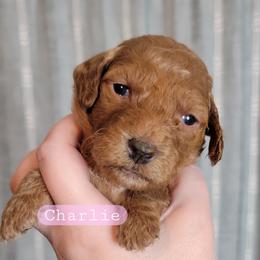 Charlie (Pink Collar) - Red  female Goldendoodle puppy in Scurry, Texas from 07 Seven Oaks Goldens and Doodles