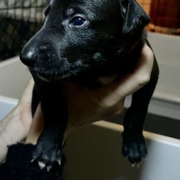Greyhound Puppies from Angela Holtzen