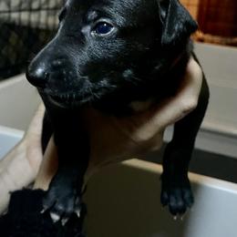 Greyhound Puppies from Angela Holtzen