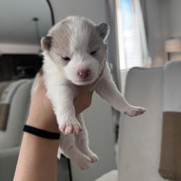 Pomsky Puppies from Velvet Pomskies