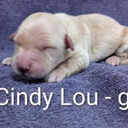 Girl 3 - female Golden Retriever puppy in Pamplin, Virginia from Hope & Joy Acres