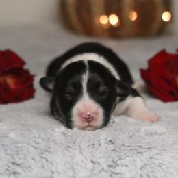 Frost (Fluffy) - Black and tan male Pembroke Welsh Corgi puppy in Fayetteville, Arkansas from Intergalactic Corgis