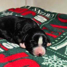 Stormy - Black tri female Miniature Australian Shepherd puppy in Danville, Indiana from Wingler Acres Mini Aussies