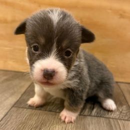 Chibi - Blue female Pembroke Welsh Corgi puppy in Glendale, Arizona from CorgiholicsAz