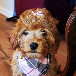 Remy - Cavapoo