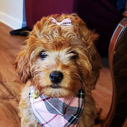 Remy - Cavapoo