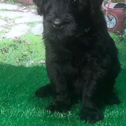 Girl 3 - Black Russian Terrier puppy from Lionheart BRT