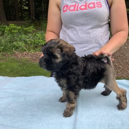 Lowchen Puppies from Ashford Kennel