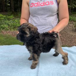 Lowchen Puppies from Ashford Kennel