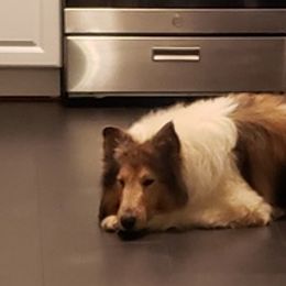 Old Time Scotch Collies from Lacey's Lassies