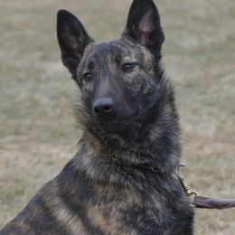 Keres - Dutch Shepherd