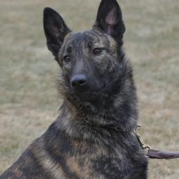 Keres - Dutch Shepherd