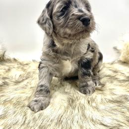 Aussiedoodle Puppies from Deep Creek Mini Aussiedoodles