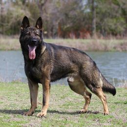 Ibo - German Shepherd