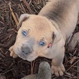 Bonnie Pink Collar - Fawn female Boerboel puppy in Florida from CLAD Guard Boerboels