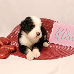 Girl 3 - Tri-color Bernedoodle puppy in Yatesville, Georgia from High Hopes Doodles