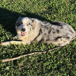 Axle - Blue merle male Australian Shepherd puppy in Gastonia, Virginia from Squirrelytail Farms