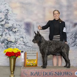 Molly - Dutch Shepherd